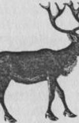 Книга ZVĒRU SABIEDRĪBĀ