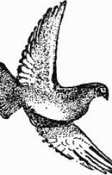 Книга Птица-Радость. Рассказы о голубиной охоте.