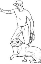 Книга Дрессируем собаку