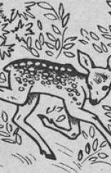 Книга AKMENS VILKI