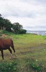 Книга Журнал 