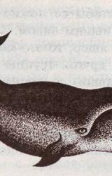 Книга По следам морского змея