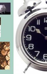 Книга Крыс белый уссурийский