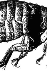 Книга Ртуть